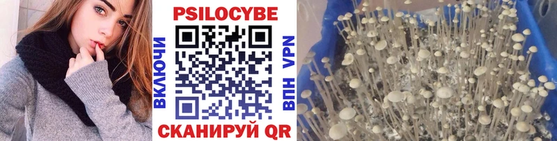 купить   Южноуральск  Галлюциногенные грибы Cubensis 